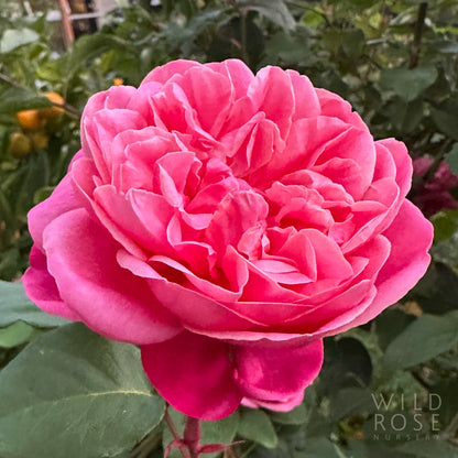 Close-up of a pink rose with green leaves in the background