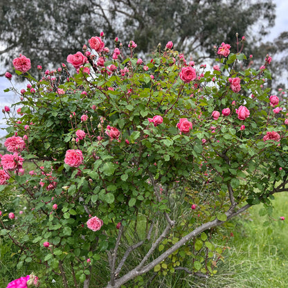 Bush of pink roses with green leaves in a garden setting