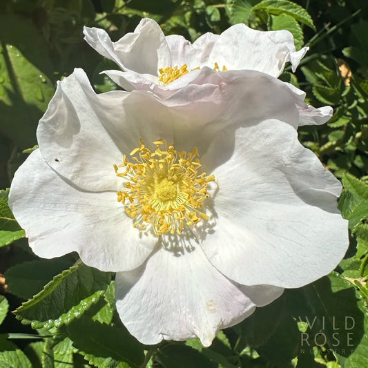 White flower with yellow center on a green leafy background, featuring the brand 'Wild Rose Nursery'.