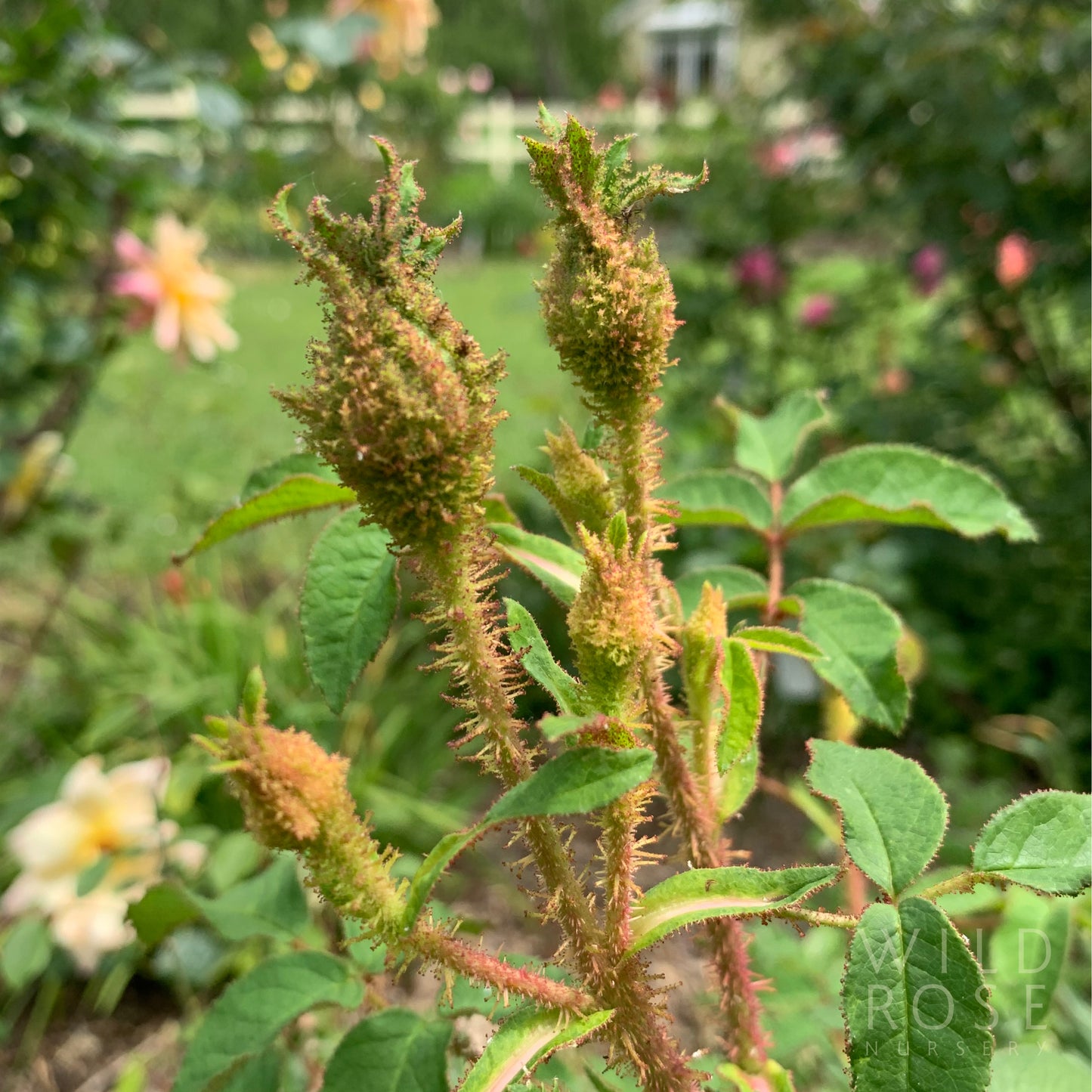 Mousseau Ancien AKA Common Moss