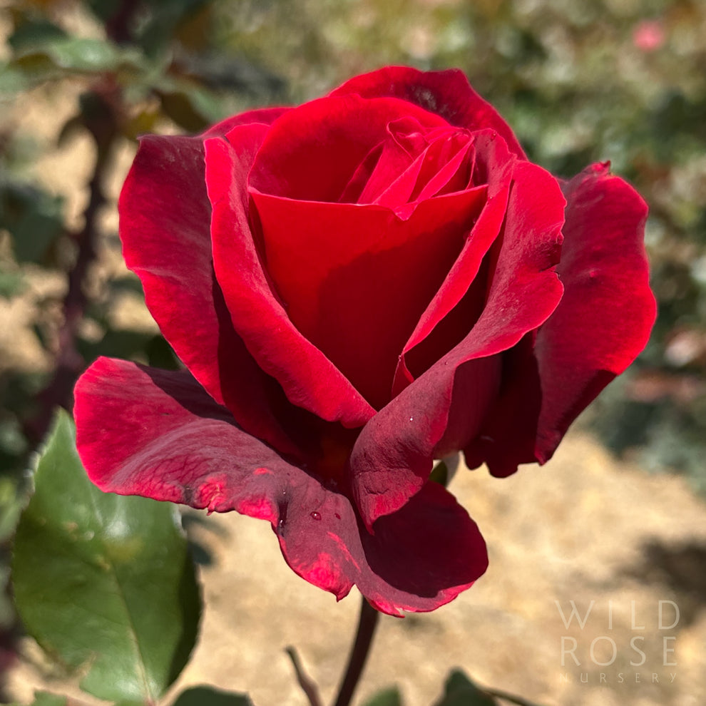 Lincoln Roses Rust Mr Lincoln – Wild Rose Nursery