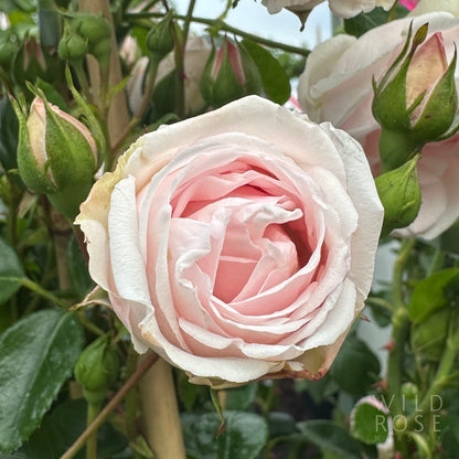 New Dawn rose pink large-flowering hybrid wichurana bloom