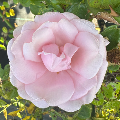 New Dawn rose pink large-flowering hybrid wichurana bloom