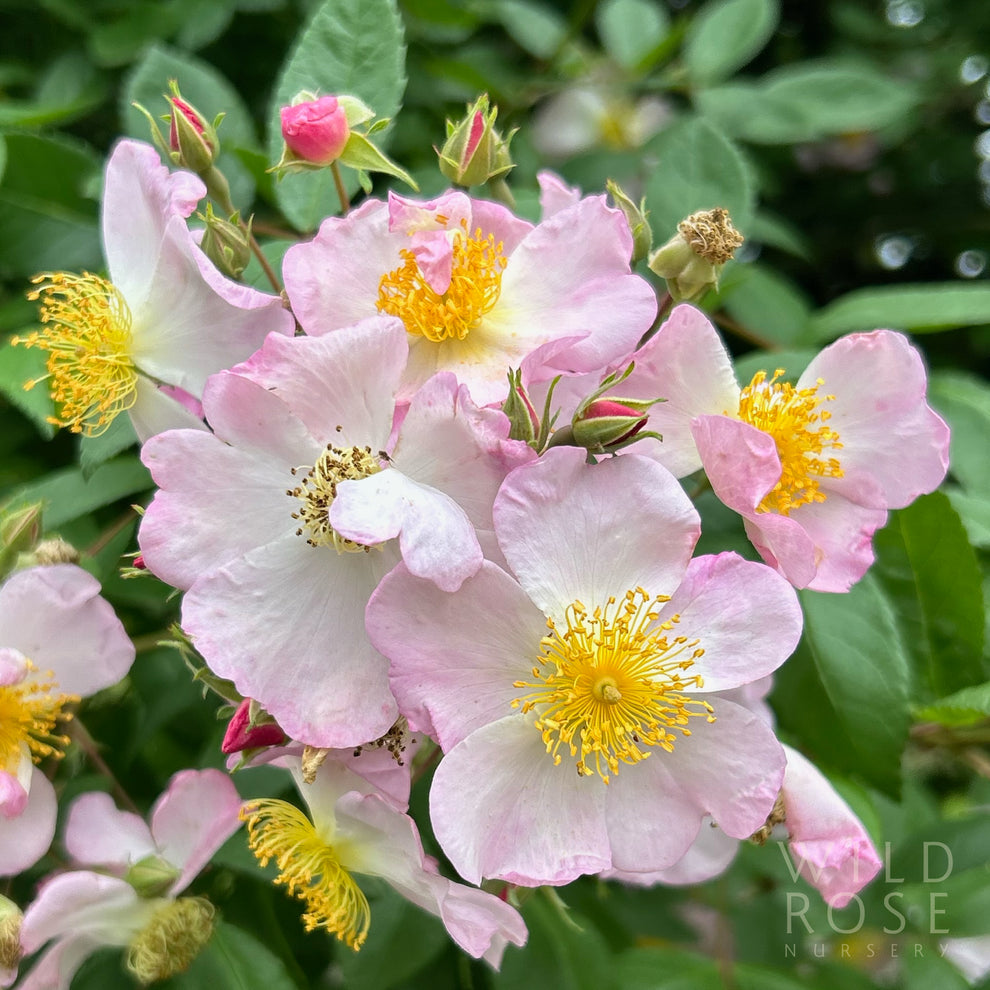 November Glory – Wild Rose Nursery