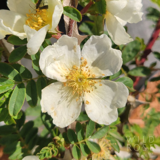 R. omeiensis pteracantha