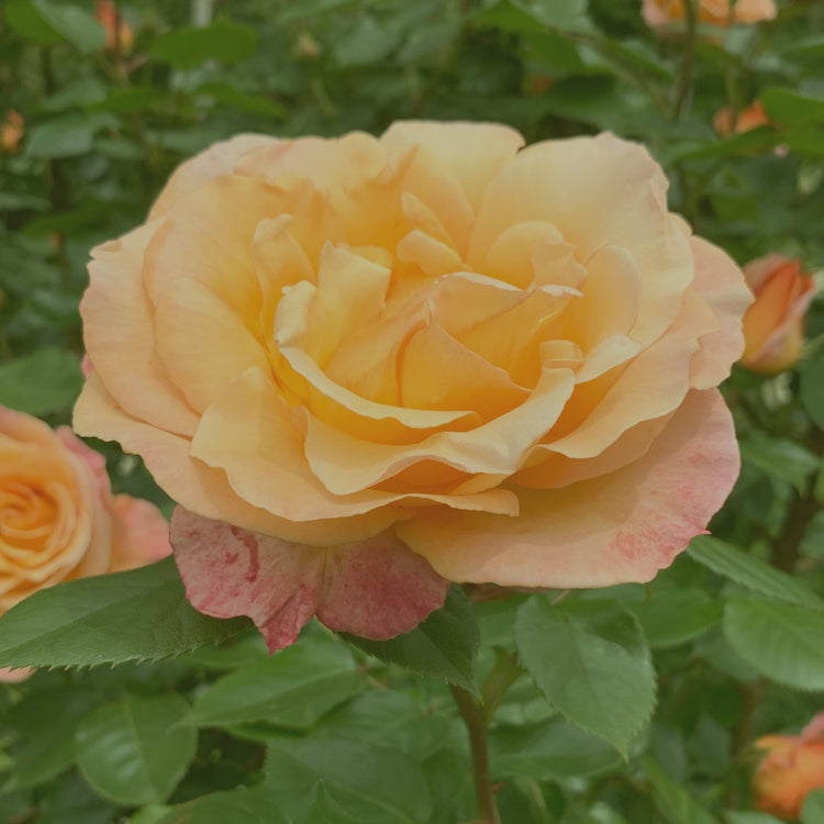 Wild Rose Nursery | Rare & Specialty Roses