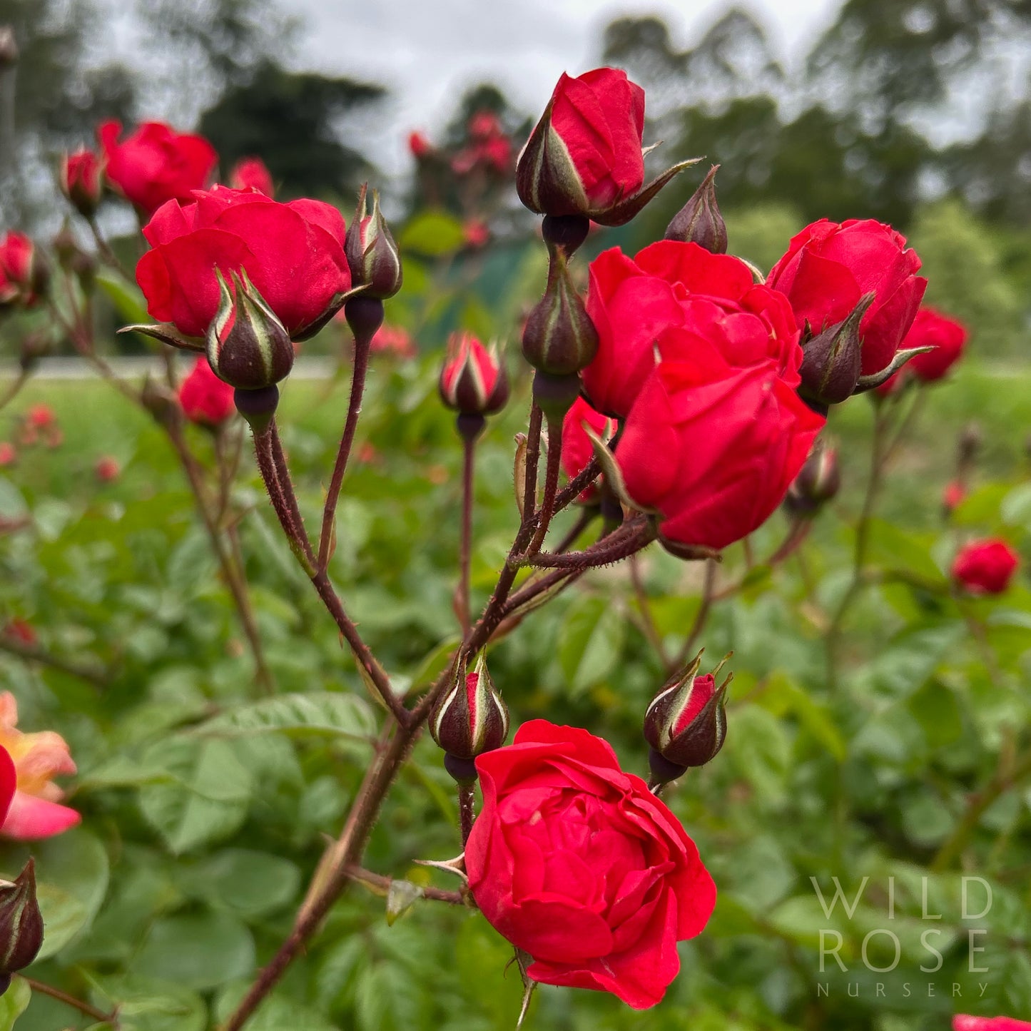 Orange Triumph, Climbing