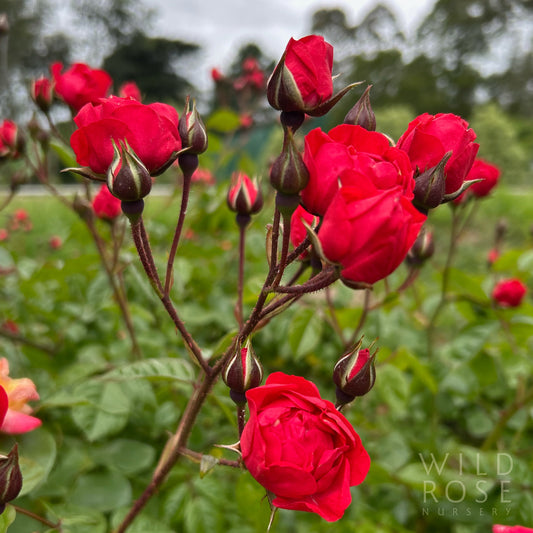 Orange Triumph, Climbing