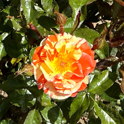 Oranges and Lemons