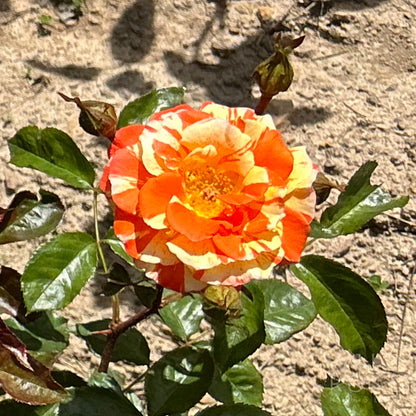 Oranges and Lemons