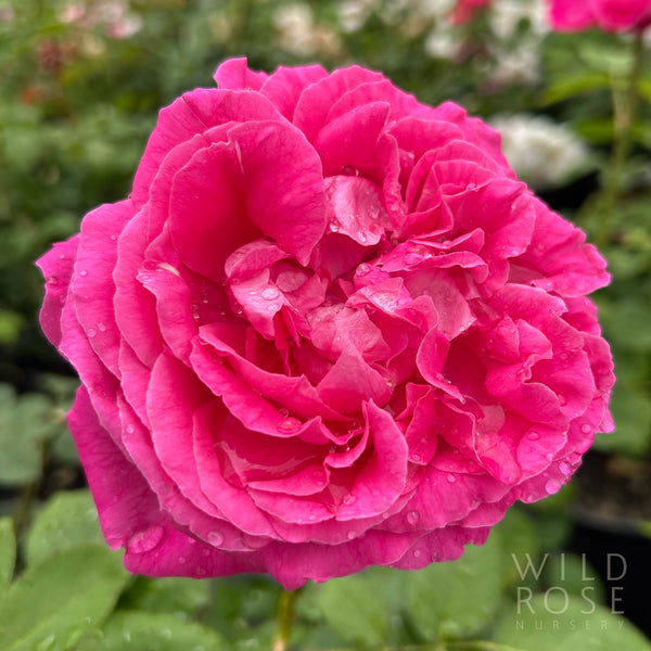 paul-neyron-wild-rose-nursery