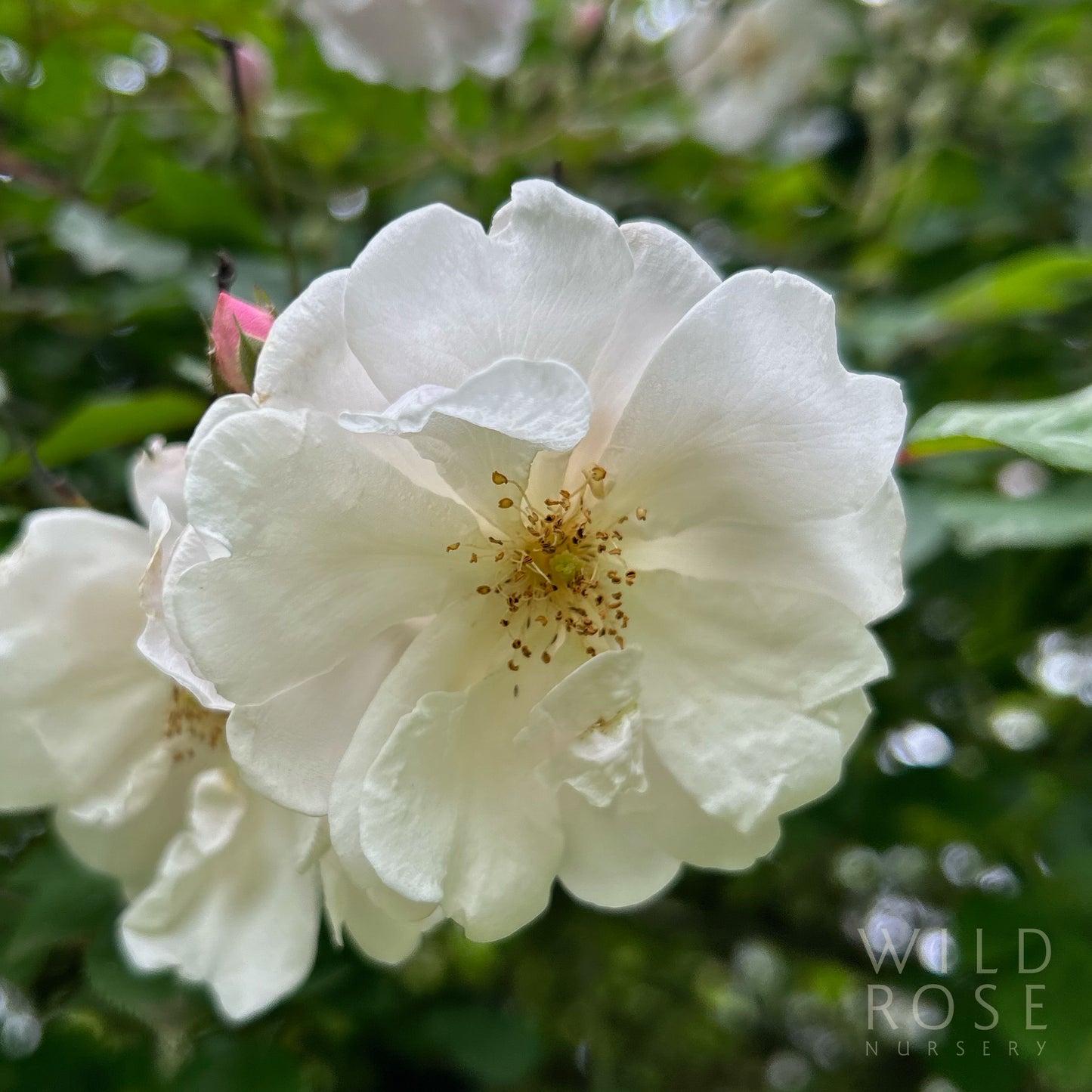 Paul’s Himalayan Musk Rambler