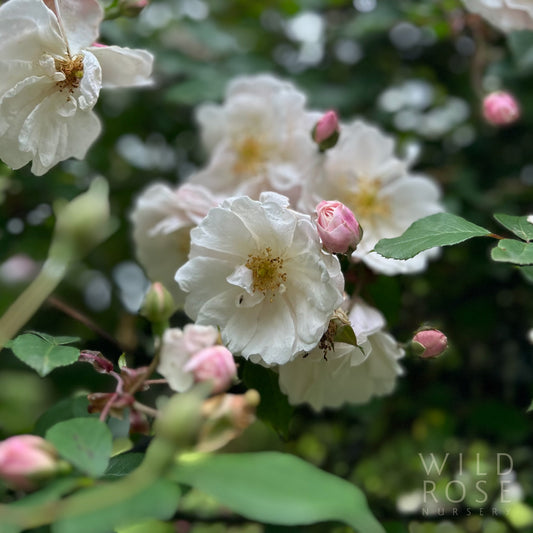 Paul’s Himalayan Musk Rambler