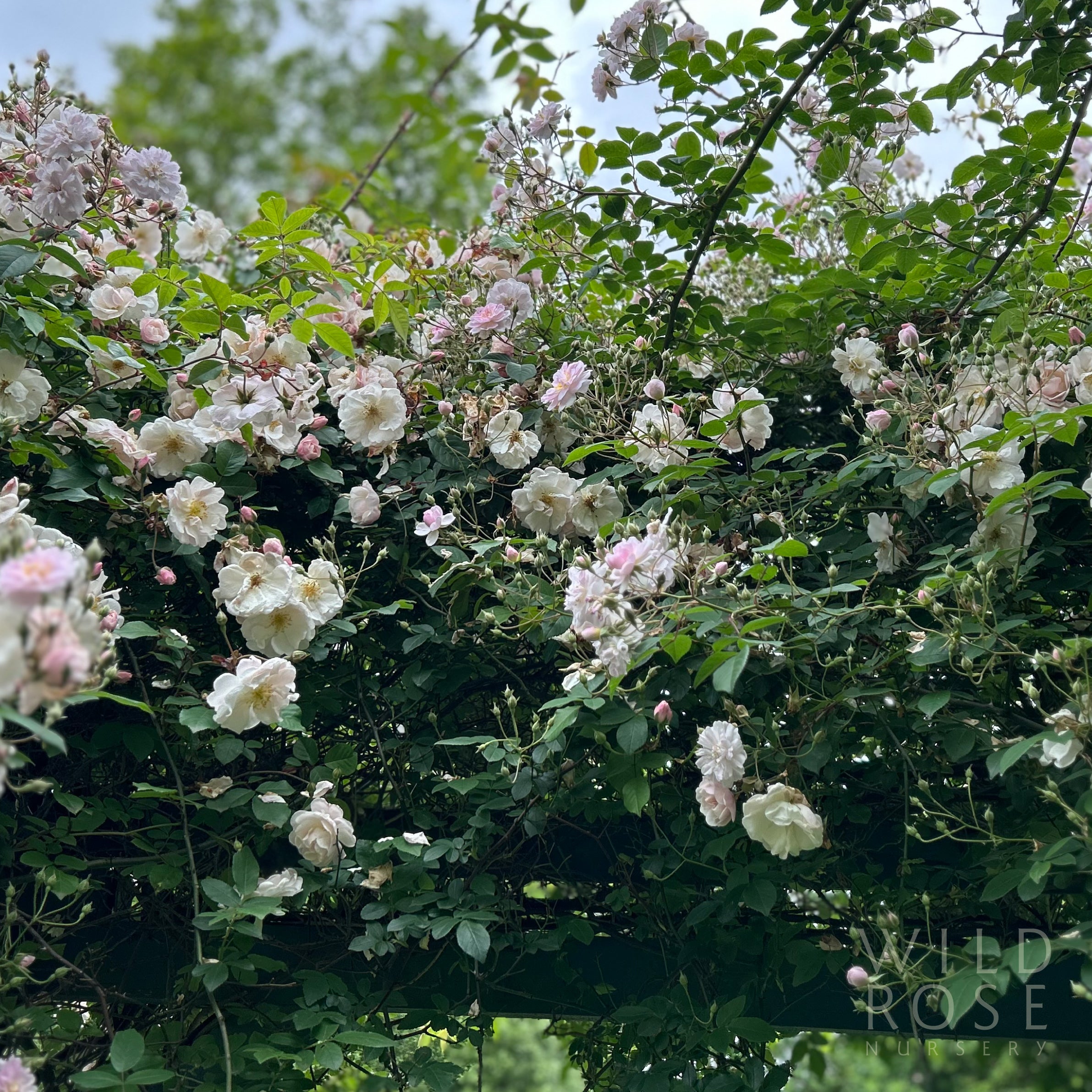 Paul’s Himalayan Musk Rambler – Wild Rose Nursery