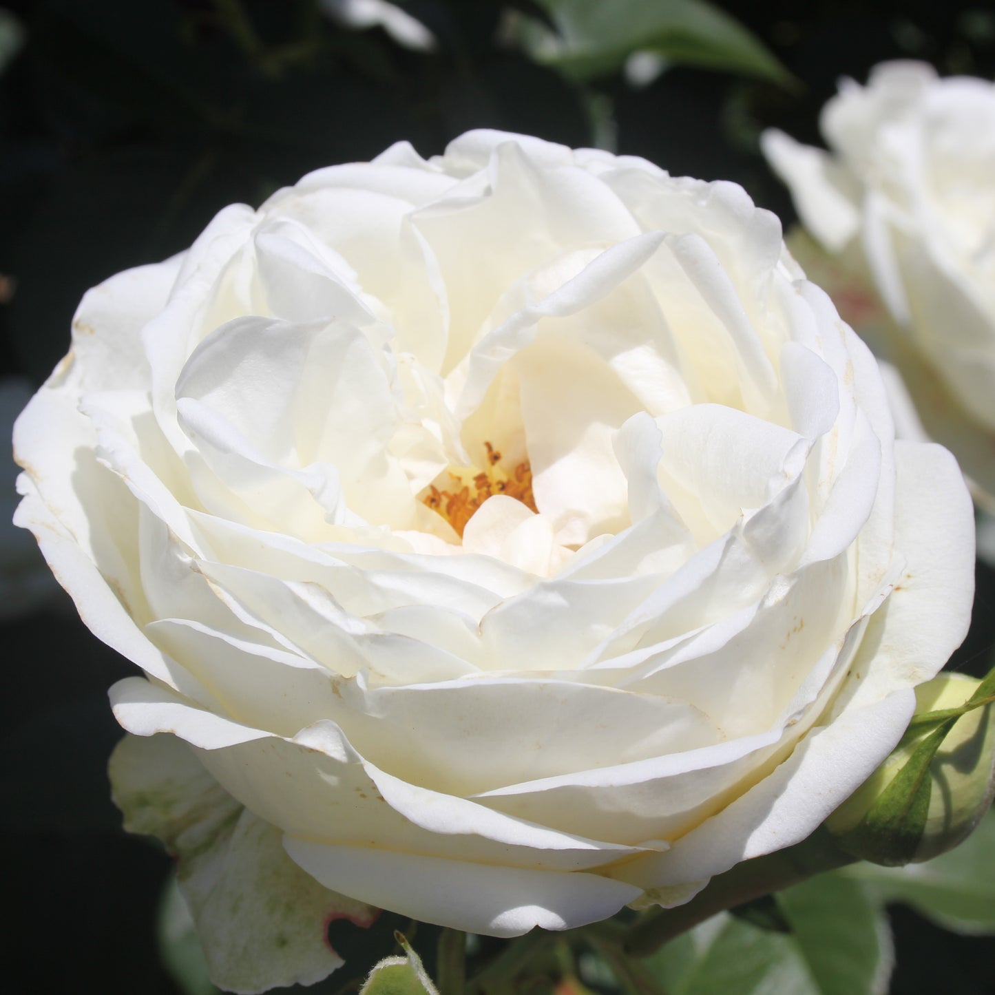 Pearlescent BAREROOT