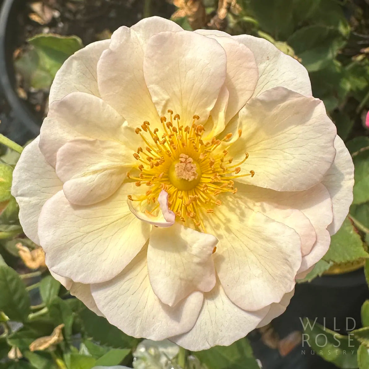 Close-up of a white rose with a yellow center, blurred green background