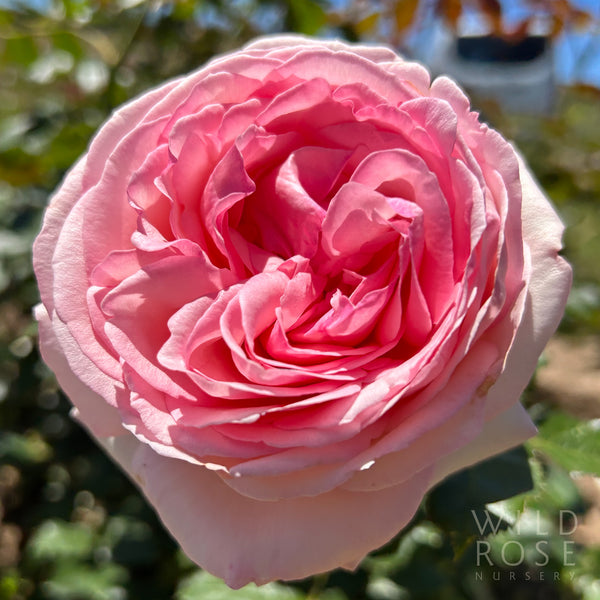 Pierre de Ronsard – Wild Rose Nursery