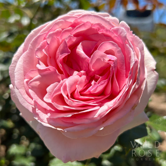 Pierre de Ronsard BAREROOT