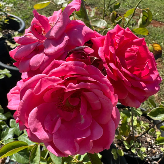 Close-up of three pink roses with green leaves in the background