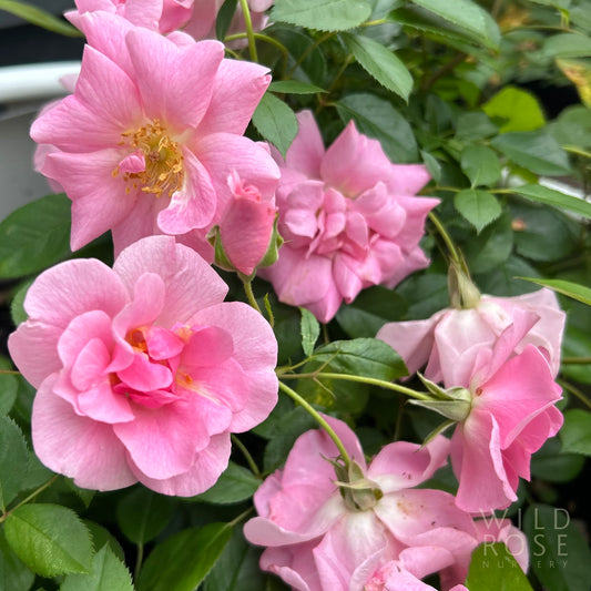Pinkie, Climbing BAREROOT