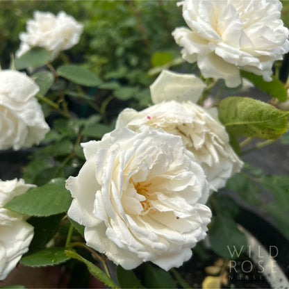 Princess of Wales