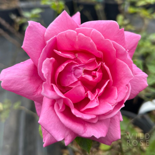 Queen of Hearts Australian Alister Clark rose close up of pink flower