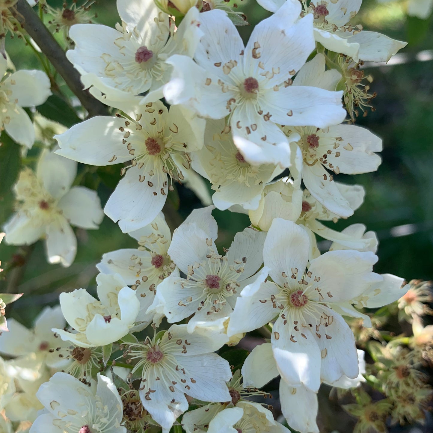 R. banksiae normalis