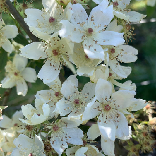 R. banksiae normalis