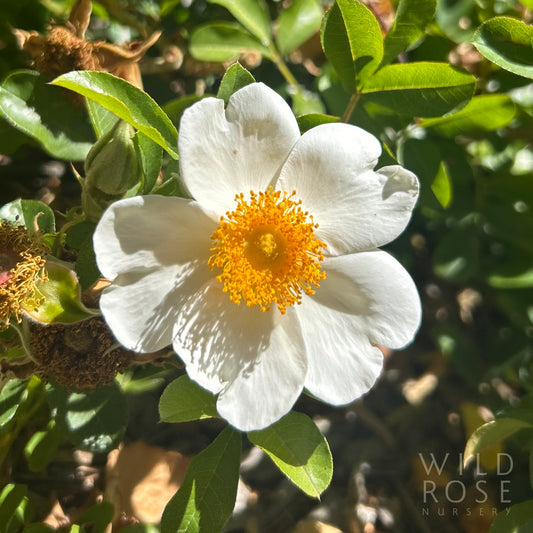 R. bracteata