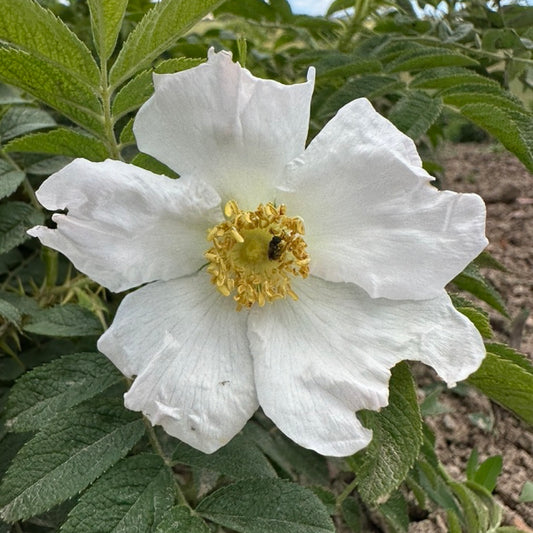 R. rugosa ‘Alba’