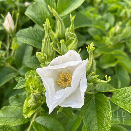R. rugosa ‘Alba’