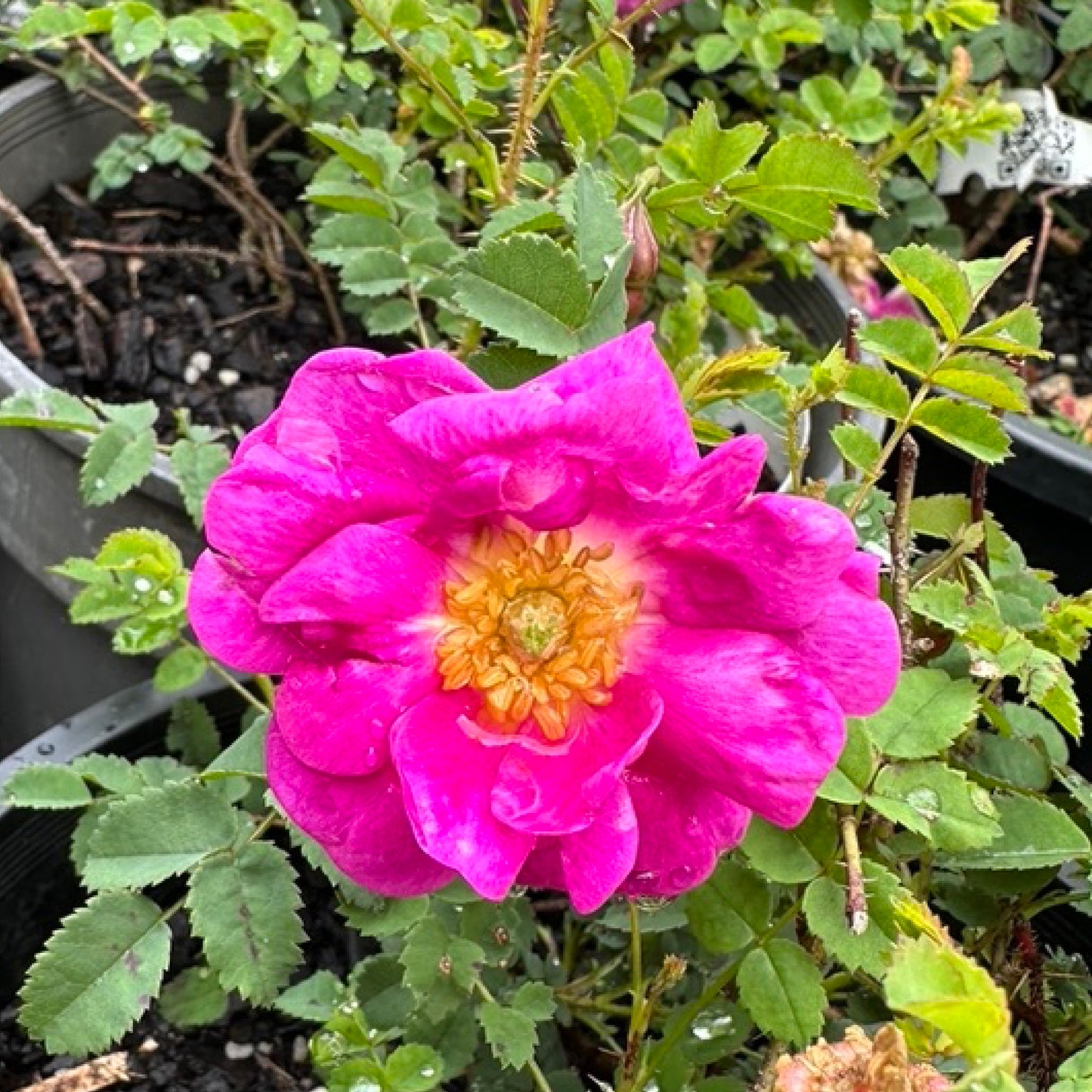 R. spinosissima 'William III'