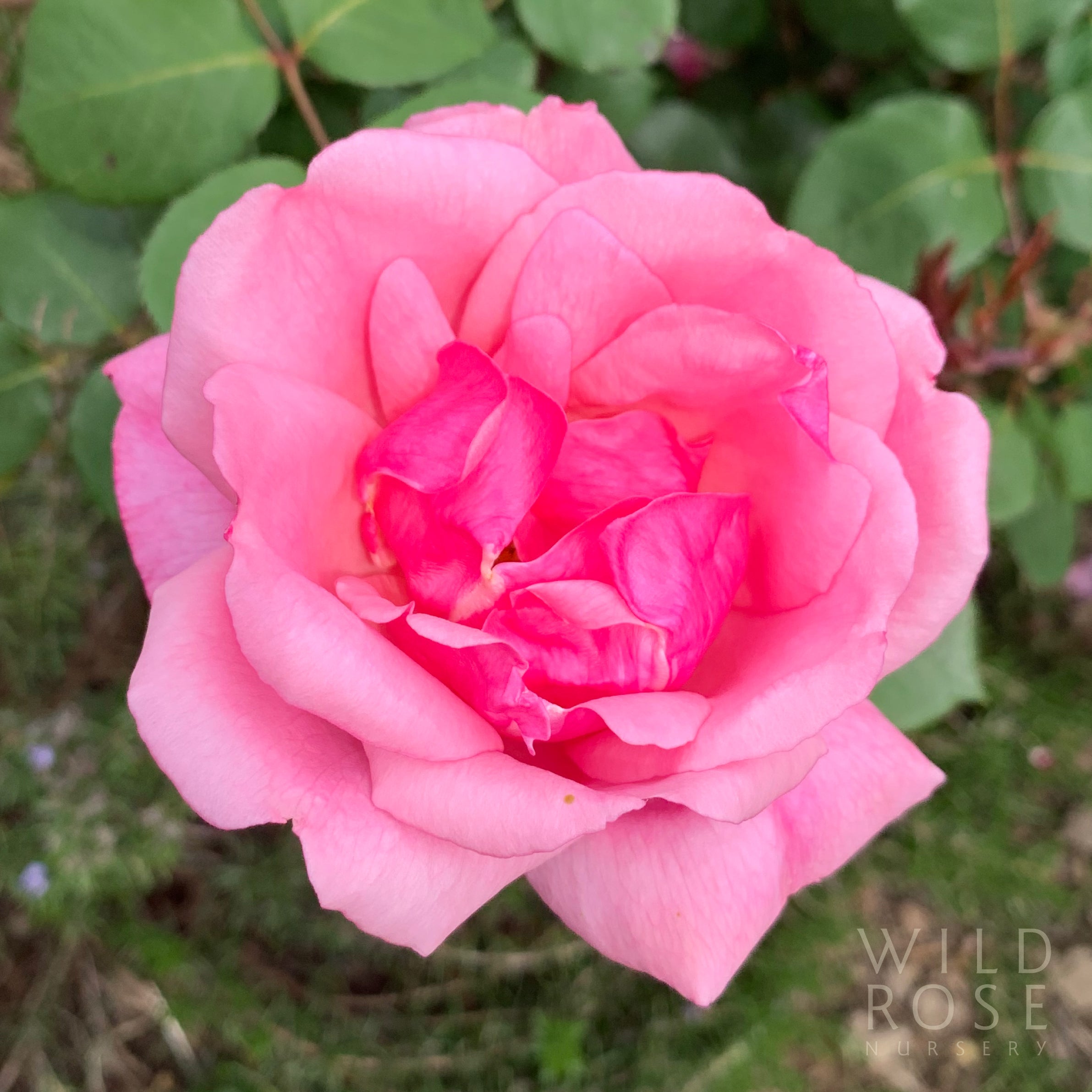 Radiance – Wild Rose Nursery