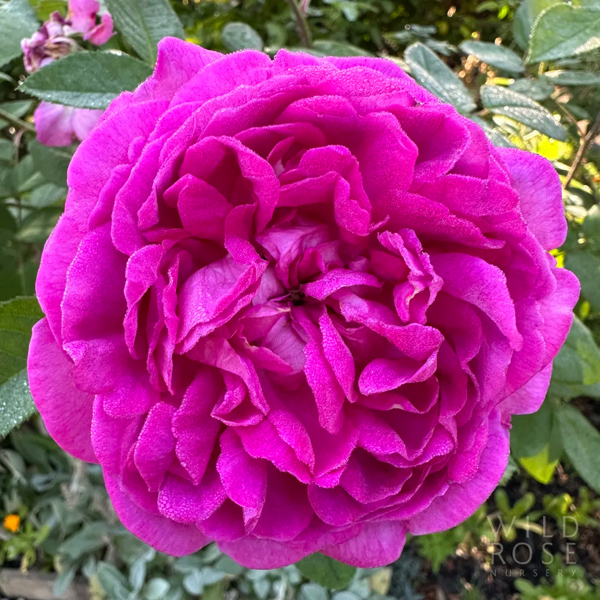 Close-up of a vibrant pink rose with green leaves in the background