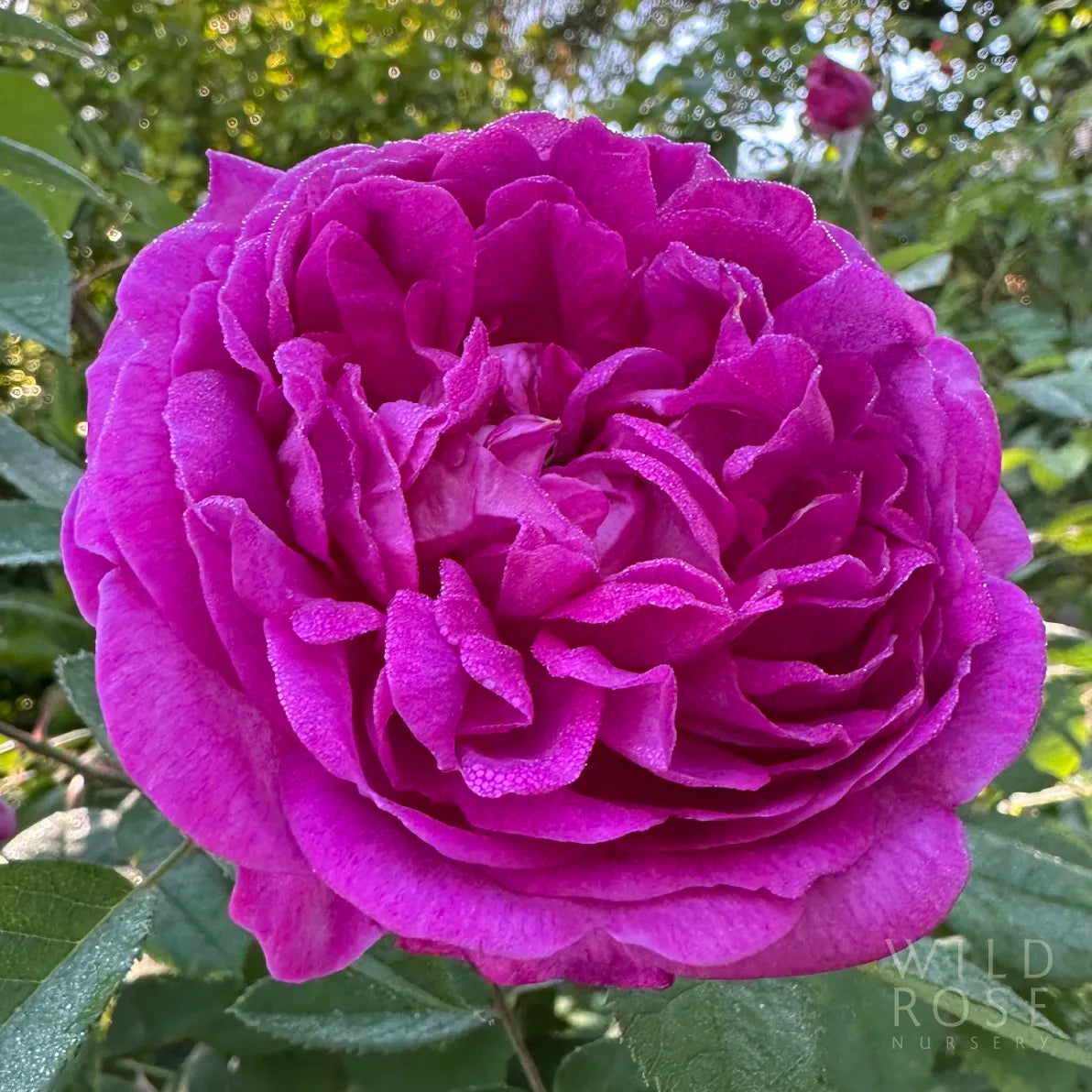 Close-up of a vibrant purple rose with green leaves in the background