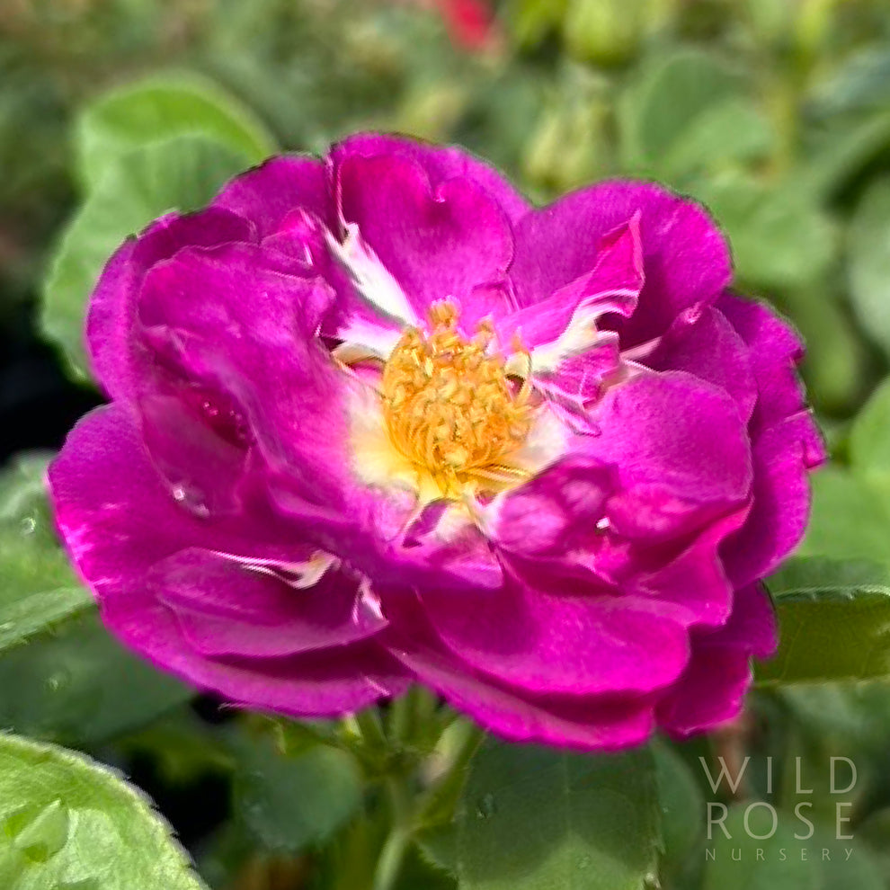 Rhapsody in Blue – Wild Rose Nursery