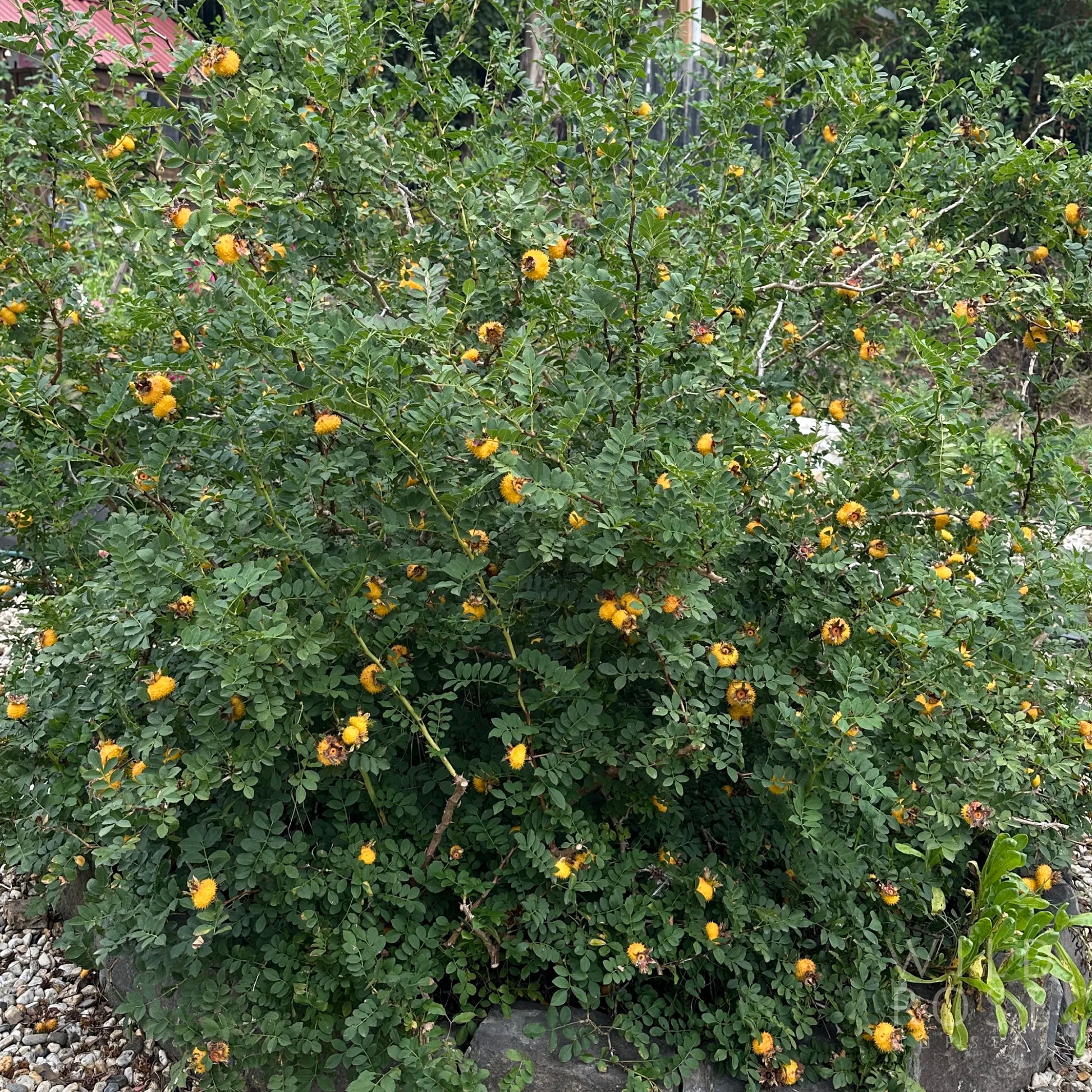 Green bush with yellow fruits in a natural setting