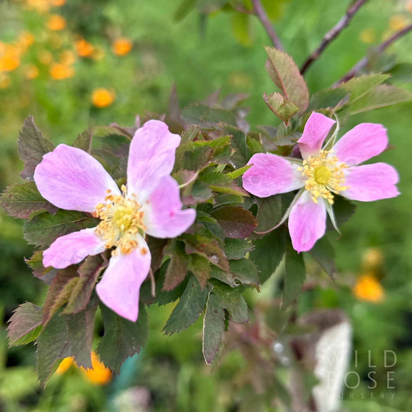 R. rubrifolia glauca