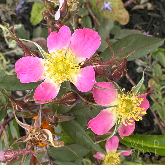 R. rubrifolia glauca