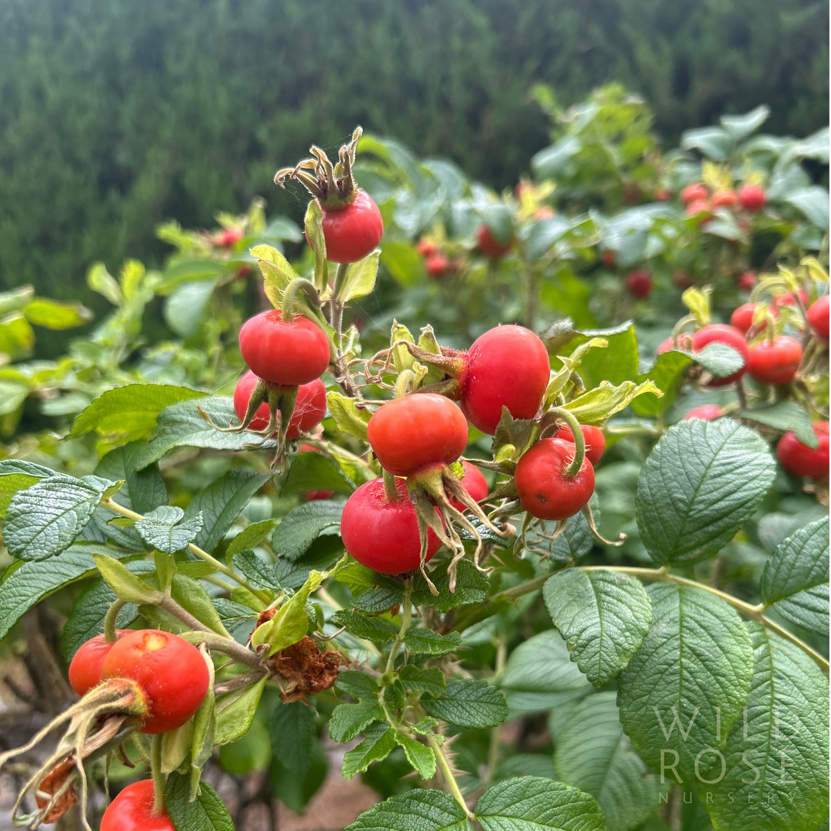 R. rugosa ‘Alba’ – Wild Rose Nursery