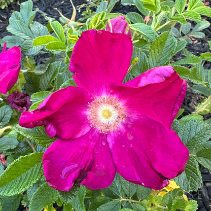 Scabrosa