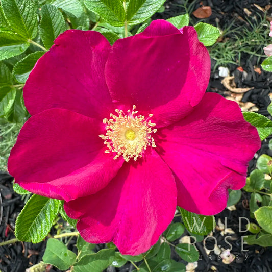 Scabrosa