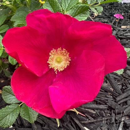 Scabrosa