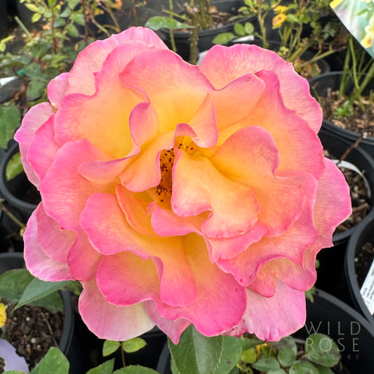 Senator Marise Richard Walsh rose pink and yellow bloom close up