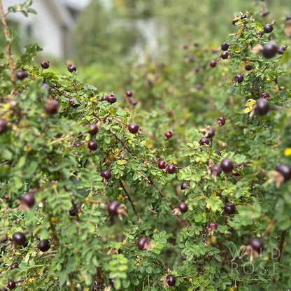 R. spinosissima ‘The Snowy River’