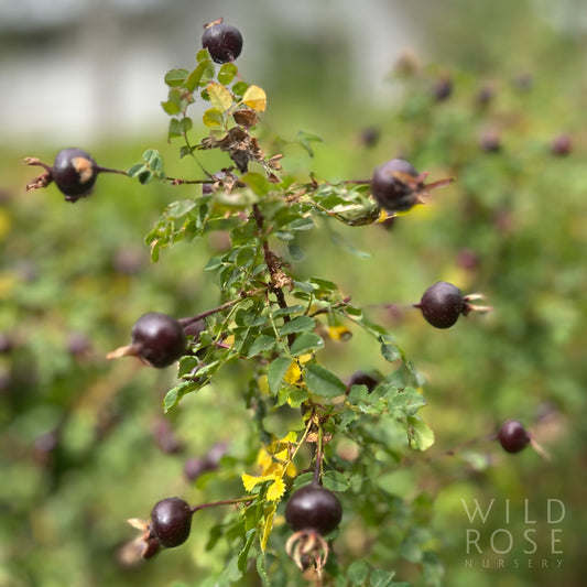R. spinosissima ‘The Snowy River’