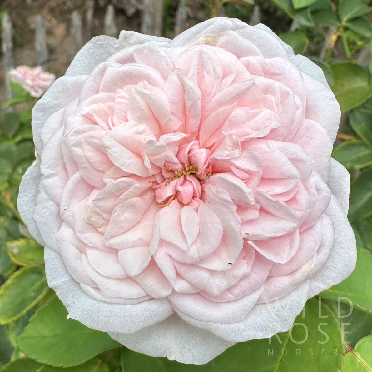 Souvenir de la Malmaison old world pink climbing heritage bourbon rose