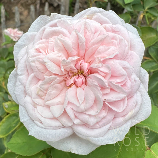 Souvenir de la Malmaison old world pink climbing heritage bourbon rose