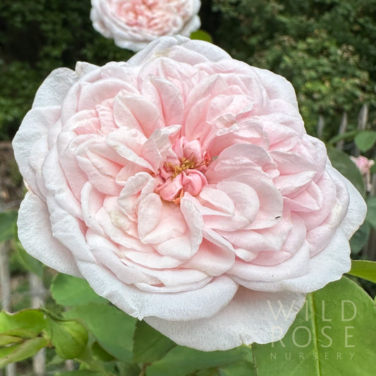 Souvenir de la Malmaison old world pink climbing heritage bourbon rose close up