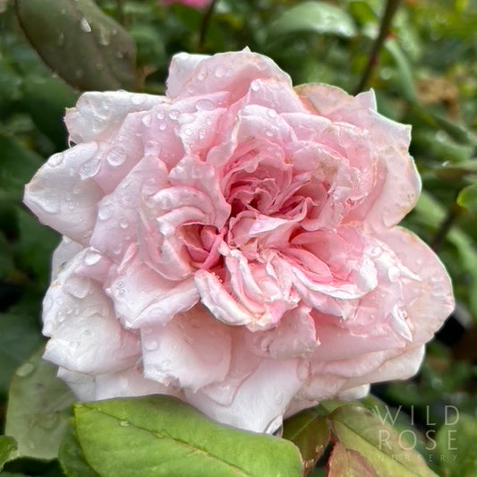 Souvenir de Président Carnot